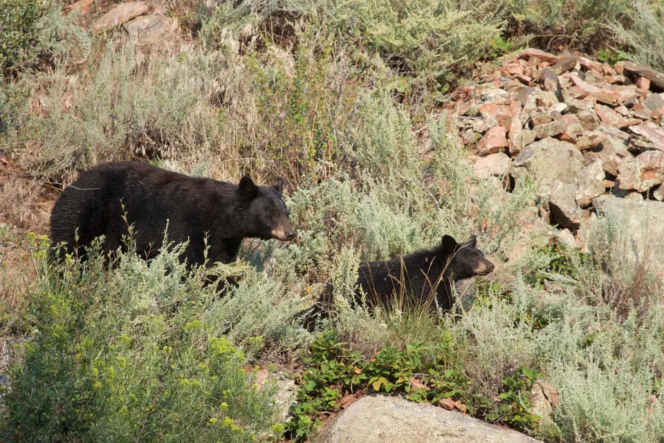 Black bear and cub in sagebrush on a Colorado hillside