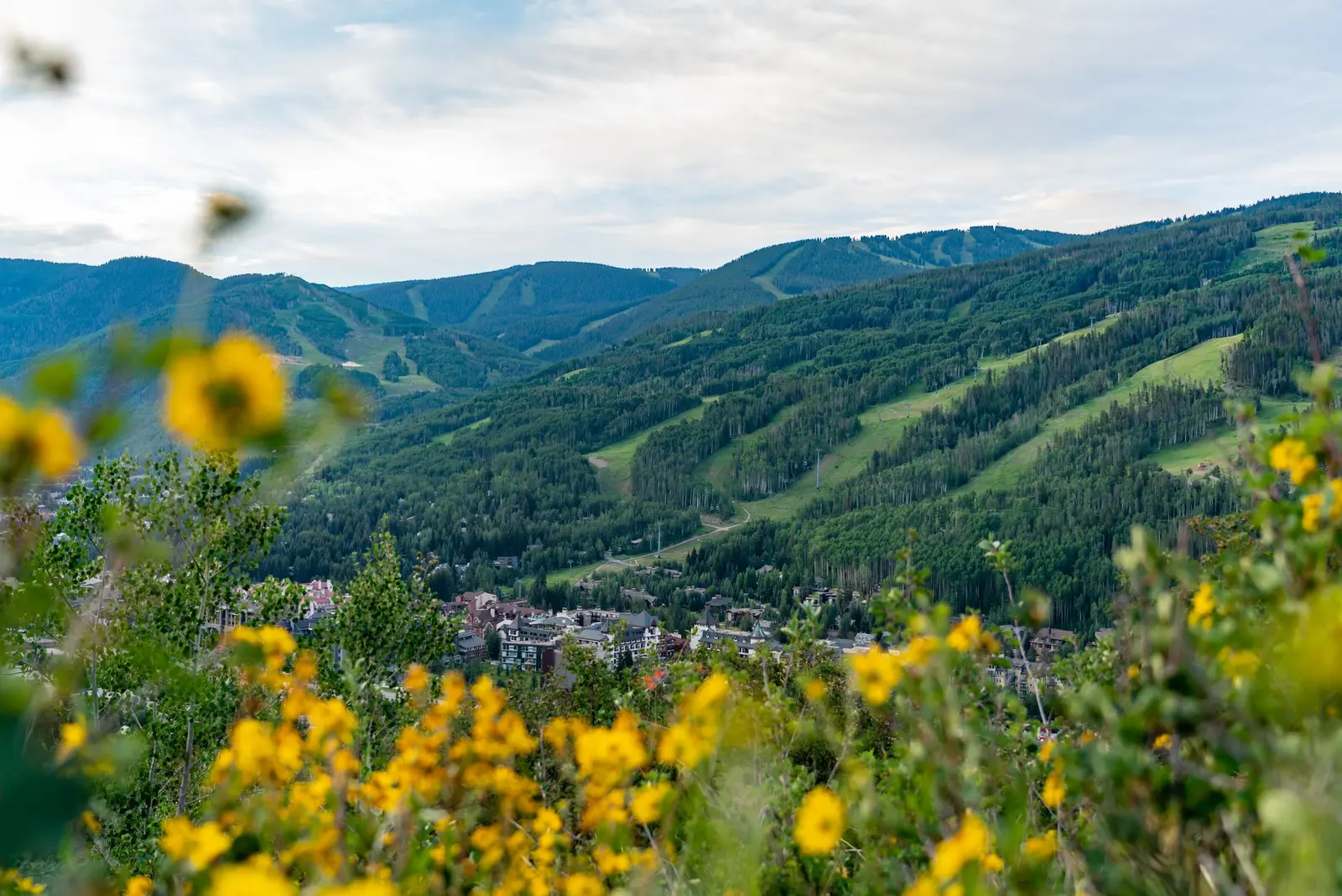 Yellow wildflowers above the Vail Valley with ski runs beyond