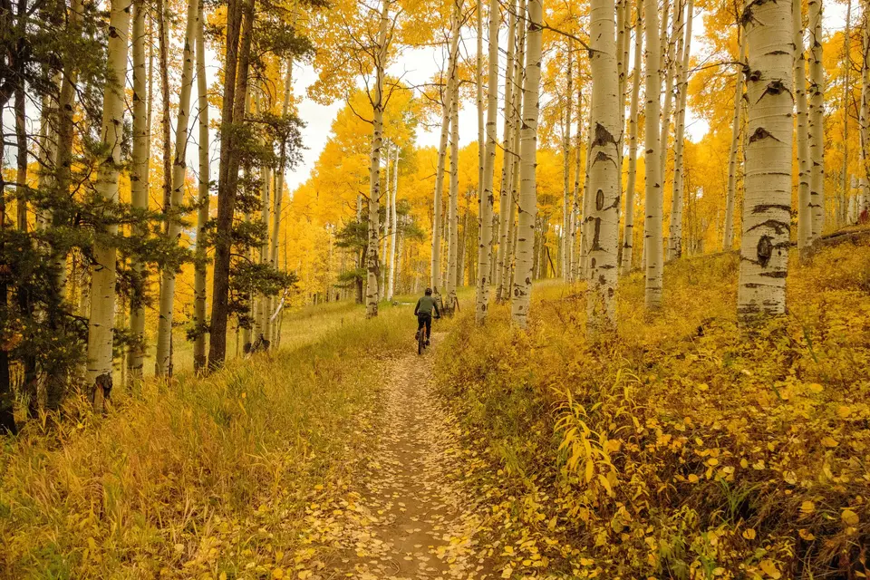 Hiker on a trail through golden aspens